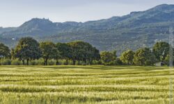 Le verdi querce e Roccaterighi