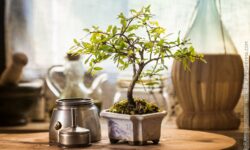 Caffè e bonsai