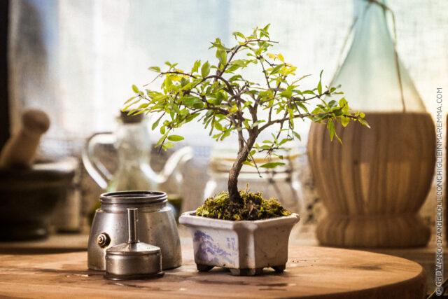 CaffÃ¨ e bonsai