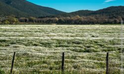 Profondità  di campo di margherite