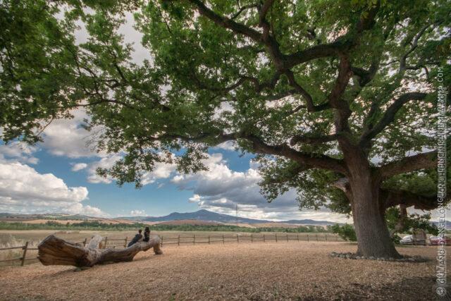 quercia gigantesca in val d'orcia